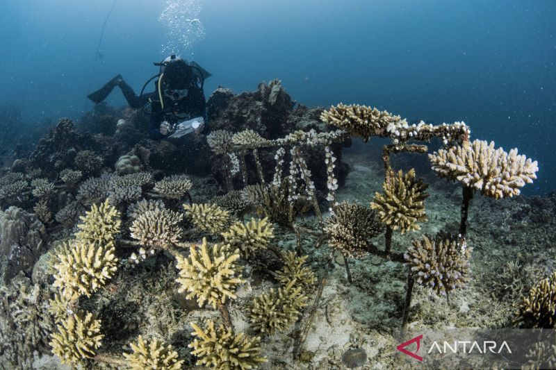 vale-bersama-tni-al-berkolaborasi-pulihkan-laut-indonesia