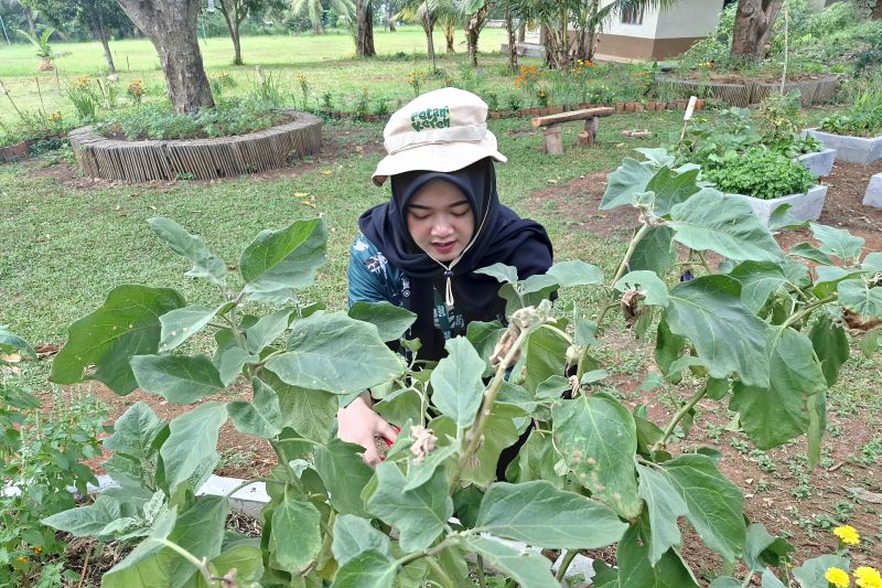 FAO: Perlu perkuat edukasi kurangi "food loss" dan "food waste"