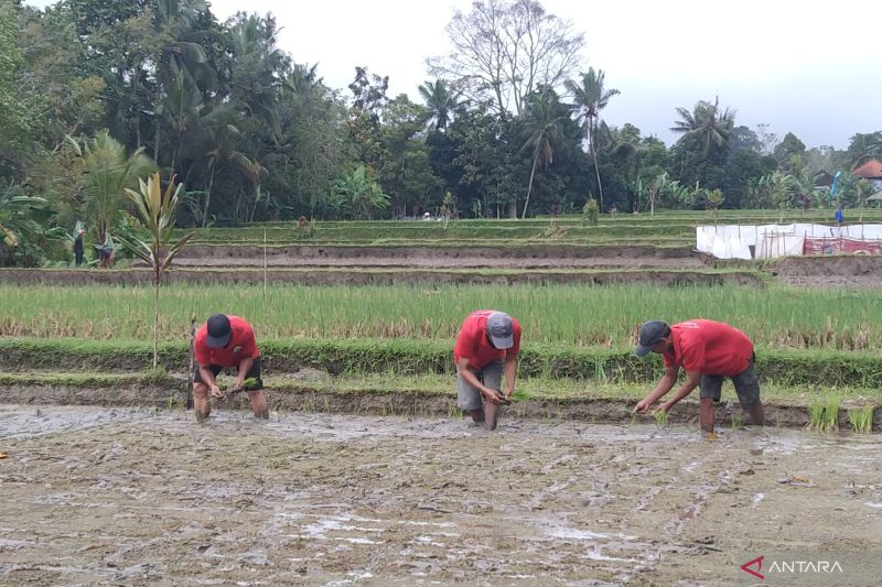 itdc-fasilitasi-pemasaran-produk-beras-organik-bali
