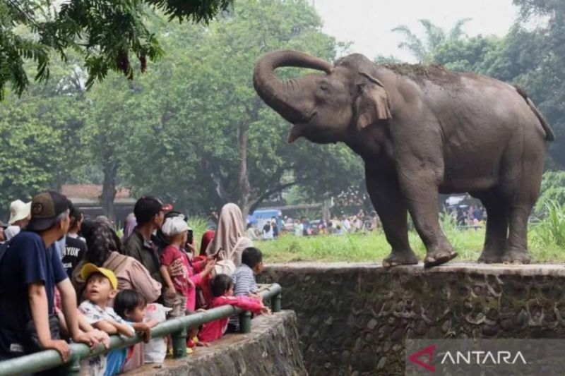 Margasatwa Ragunan tegaskan jaguar "Jalu" dirawat dengan baik