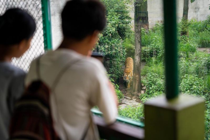 Potret Hari Harimau Internasional di Nepal