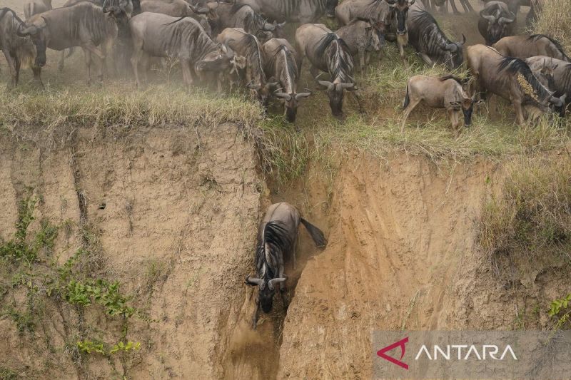 Spektakuler, begini penampakan ribuan wildebeest bermigrasi dari Serengeti ke Masai Mara