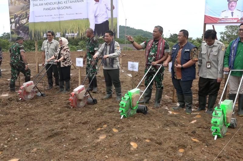 Dukung ketahanan pangan, Kodim Ambon dan kelompok tani tanam padi gogo