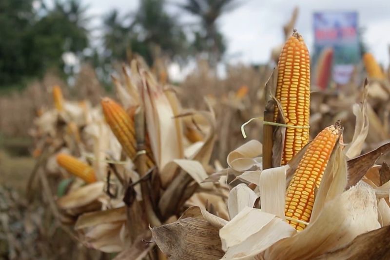 Sumbar targetkan seribu hektar tanaman jagung untuk ketahanan pangan