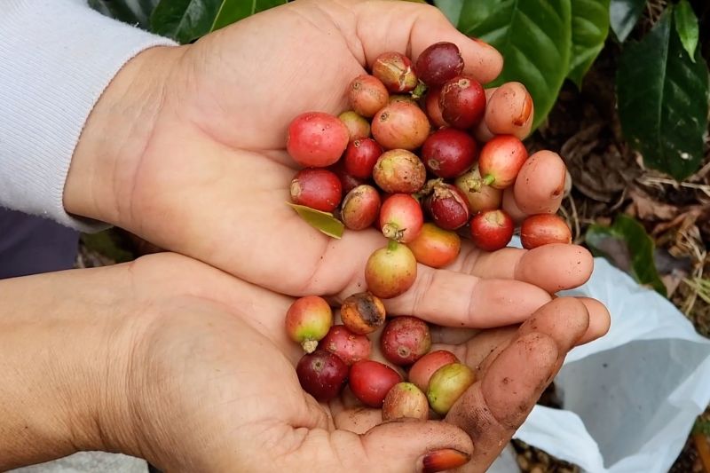 kopi-jadi-komoditas-andalan-kopdes-merah-putih-di-aceh-tengah
