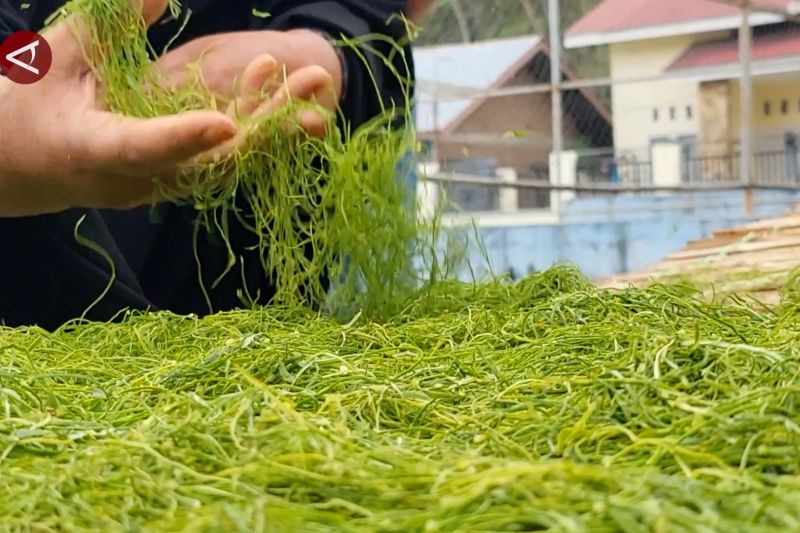 Peluasan lahan Tembakau Gayo, berpotensi tingkatkan pendapatan daerah