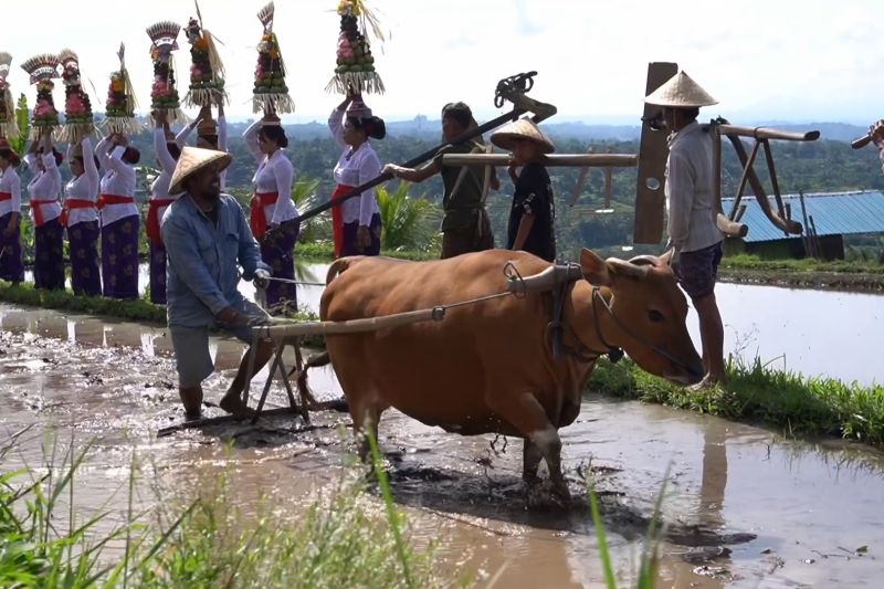 festival-jatiluwih-2025-suguhkan-tradisi-pertanian-masyarakat-lokal