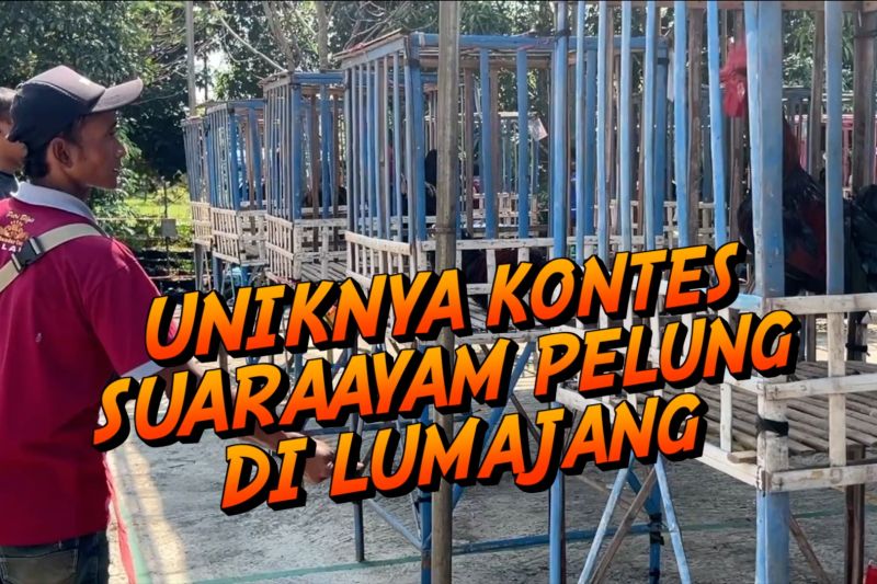 Uniknya kontes suara ayam pelung di Lumajang