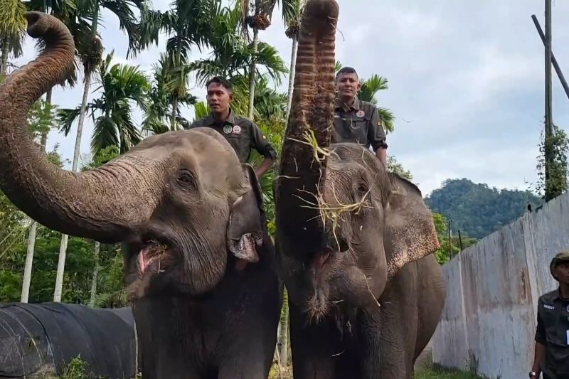 Prabowo komitmen lindungi populasi gajah