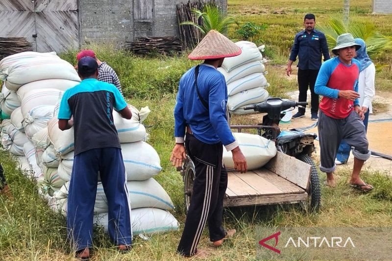 produksi-beras-konsumsi-diprediksi-capai-228-juta-ton-juni-2025
