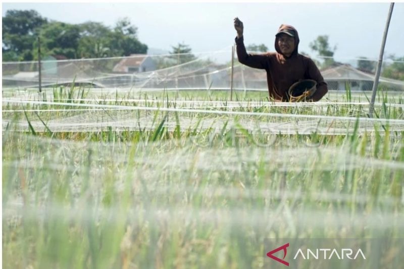 hama-wereng-serang-ratusan-hektare-sawah-di-trenggalek-dan-tulungagung