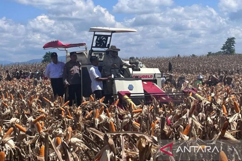 bps-perkirakan-produksi-jagung-pipilan-kering-capai-153-juta-ton