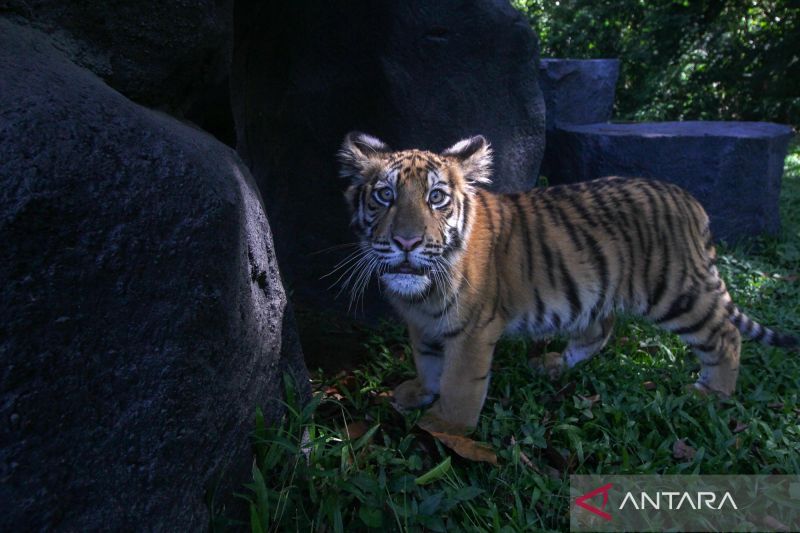 Namanya Zoya, anak harimau Benggala penghuni baru Taman Safari Prigen