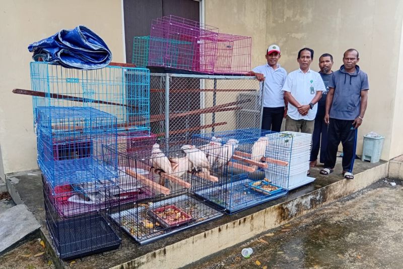BKSDA Maluku terima sembilan kakatua maluku hasil sitaan tim gabungan