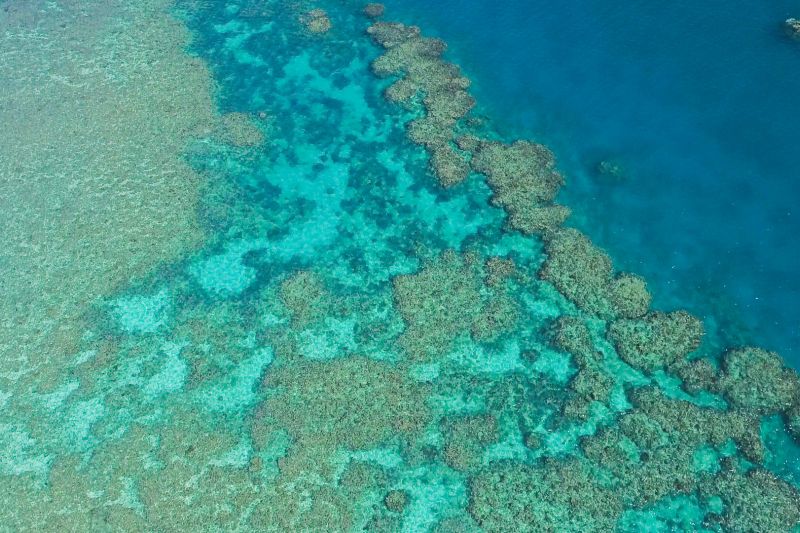 Jumlah karang di Great Barrier Reef Australia turun drastis