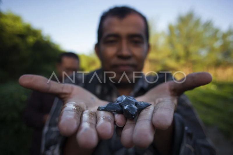 dkp-diy-minta-warga-tak-buang-sampah-sembarangan-cegah-penyu-mati