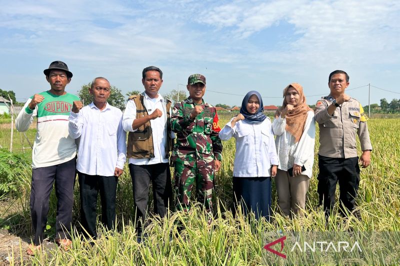 bulog-sebut-tni-dan-ppl-berperan-bantu-serap-gabah-petani-di-cirebon