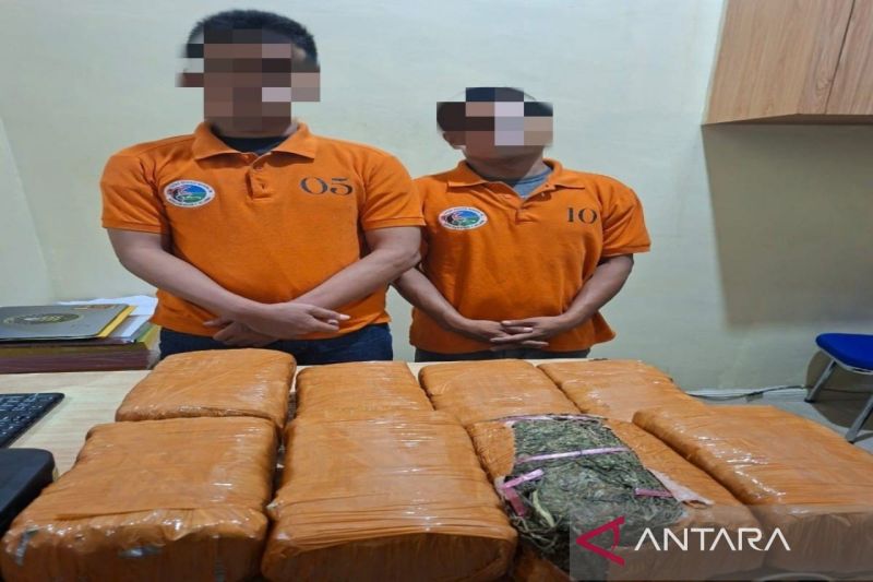 Polres Belawan-Sumut tangkap dua pengedar 13 kg ganja di Deli Serdang
