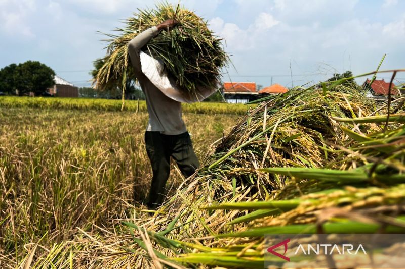 hpp-gabah-rp6500kg-dorong-lapangan-kerja-warga-desa-cengkuang