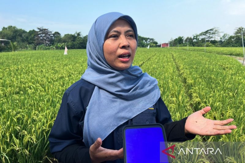 kementan-sebut-bantuan-pertanian-tersalur-rp12-miliar-di-cirebon