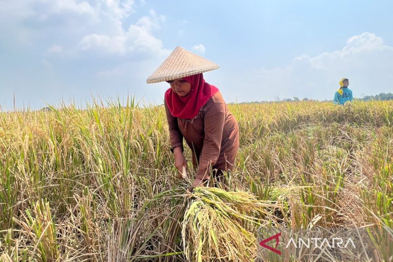 bulog-cirebon-sebut-petani-antusias-jual-gabah-setelah-hpp-rp6500kg