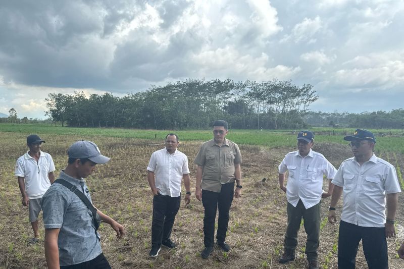 kemenko-infrastruktur-dukung-program-swasembada-pangan-di-sambas