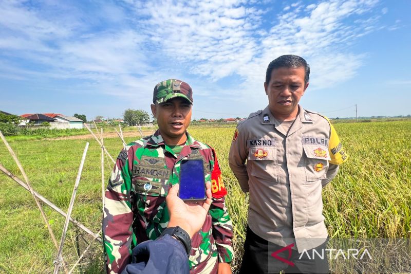 babinsa-cengkuang-kawal-penyerapan-gabah-petani-hpp-rp6500kg