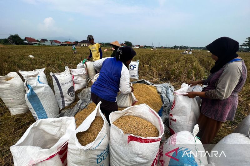 hpp-gabah-rp6500-per-kg-bikin-semangat-petani-cirebon-langsung-naik