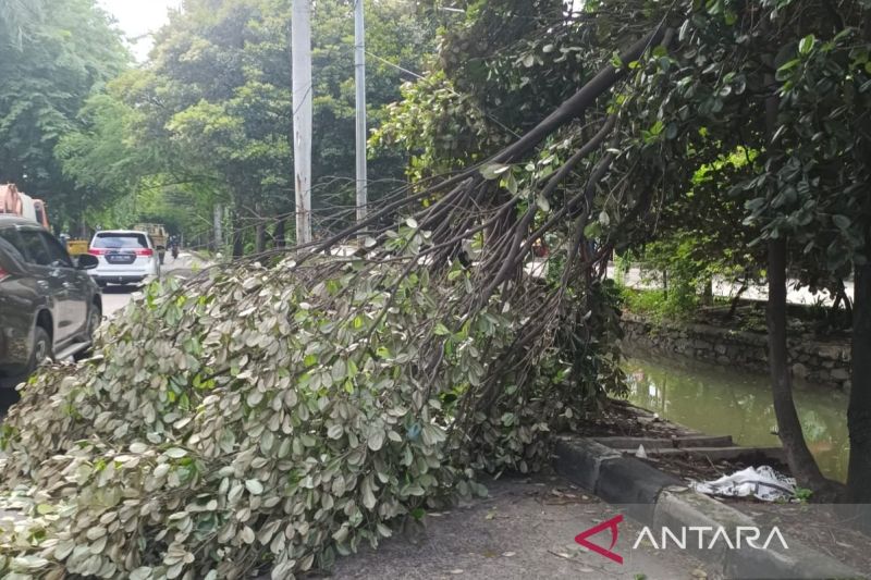 Pohon tumbang timpa dua pengendara di Jalan Meruya Ilir Jakbar