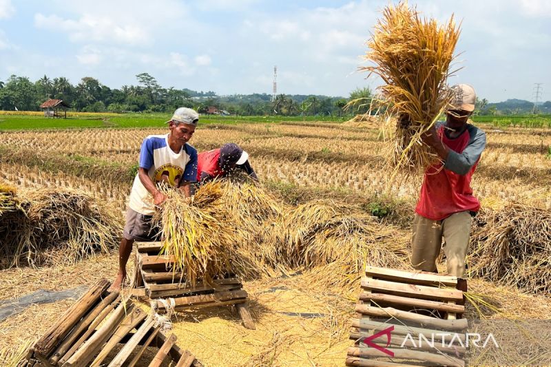 kualitas-beras-di-tengah-kebijakan-serap-gabah-any-quality