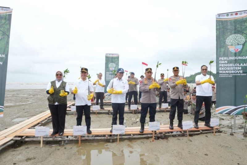 antam-lakukan-perlindungan-ekosistem-mangrove-di-kalimantan-barat
