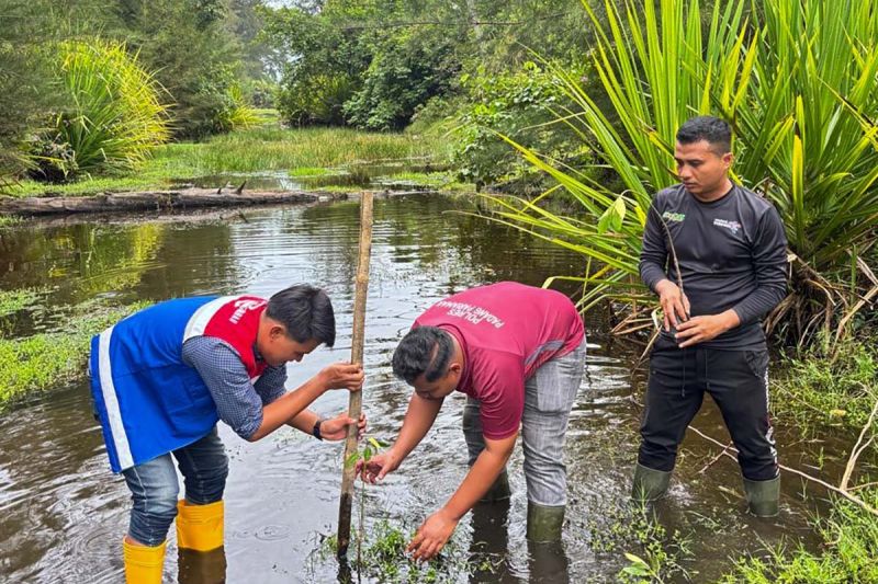 Pertamina Sumbagut tanam 1.000 bibit bakau untuk antisipasi abrasi