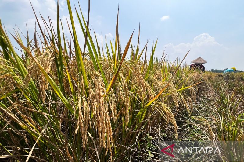 kementan-catat-ltt-di-cirebon-capai-67-ribu-ha-dari-target-105045-ha