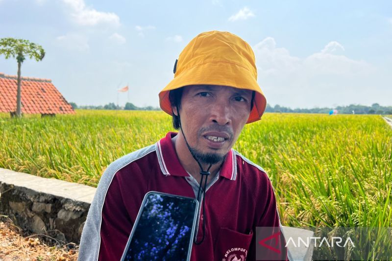 harga-baru-menyulam-harapan-di-wajah-petani-padi