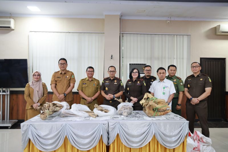Kejati Banten serahkan tengkorak Badak Jawa ke Museum Negeri