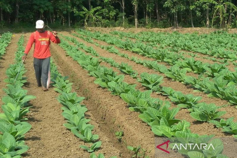 pemkab-sumenep-jatim-tetapkan-bpp-tembakau-rp67929-per-kilogram