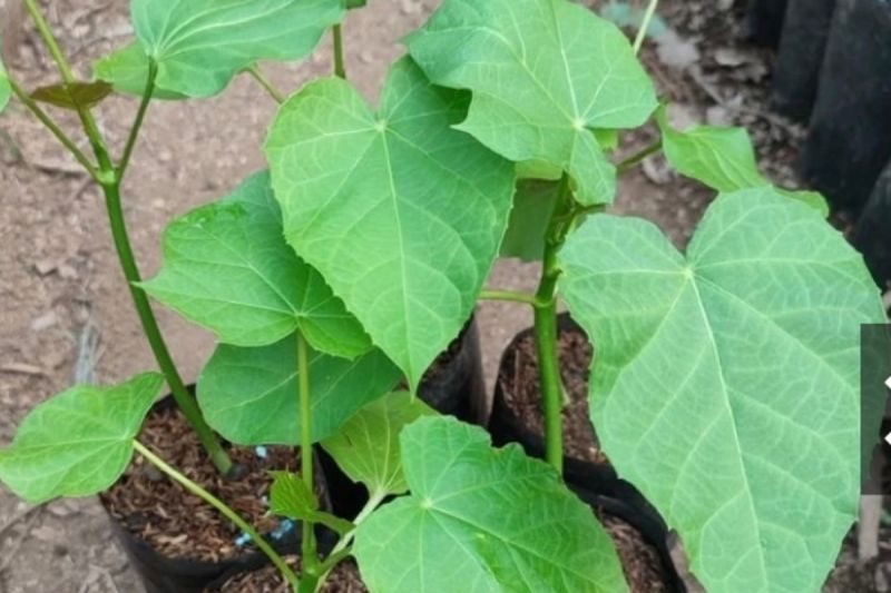 kenali-8-manfaat-daun-jarak-baik-untuk-pencernaan-dan-kulit