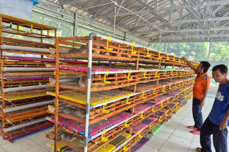 Dukung replikasi budidaya burung puyuh, PTBA dorong kemandirian ekonomi masyarakat