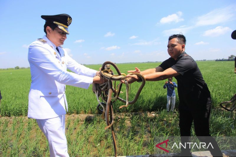 bupati-indramayu-lepas-ular-hingga-burung-hantu-atasi-hama-tikus
