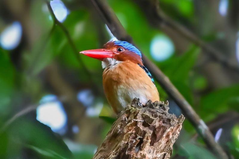 pertamina-kampanyekan-pelestarian-burung-di-way-kambas-lampung-timur