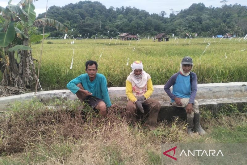 kaltim-optimalkan-petani-lokal-pasok-kebutuhan-makan-bergizi-gratis