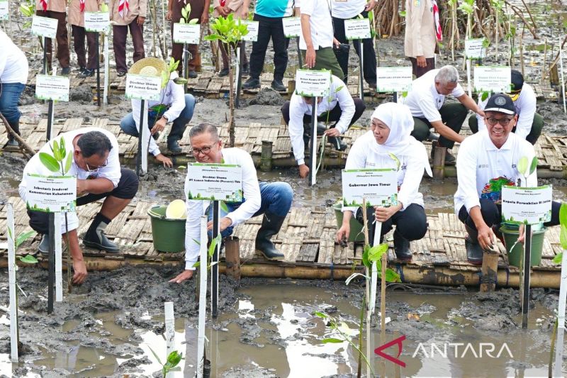 semen-indonesia-menanam-17845-bibit-bakau-di-festival-mangrove-jatim