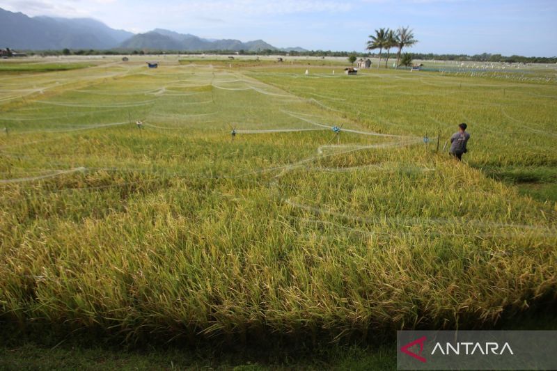 indonesia-di-ambang-proklamasi-swasembada-beras-2025