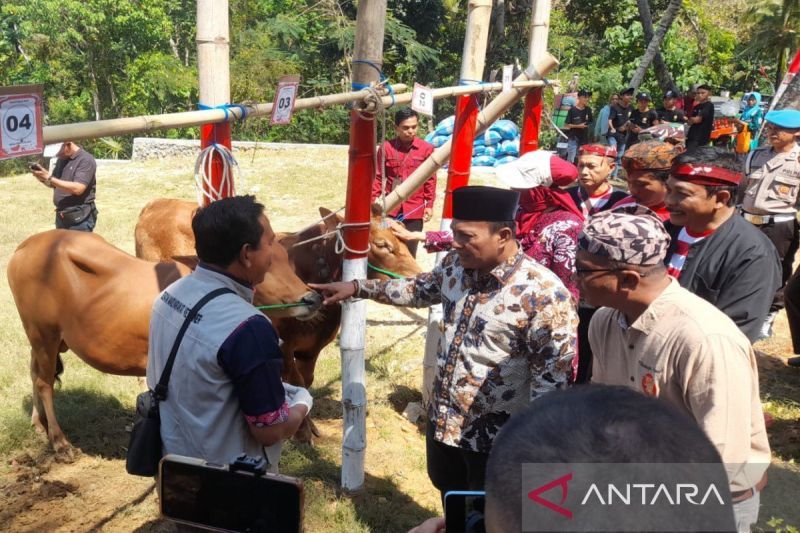 pamekasan-kembangkan-bibit-unggul-sapi-madura-di-empat-kecamatan