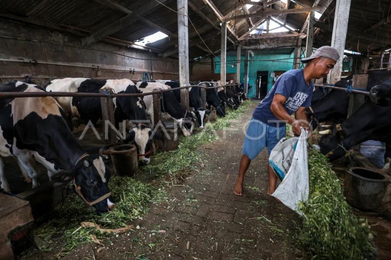 pemerintah-targetkan-indonesia-bebas-penyakit-mulut-dan-kuku-pada-2035