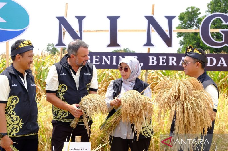 saatnya-padi-hibrida-menjadi-pilar-ketahanan-pangan-nasional