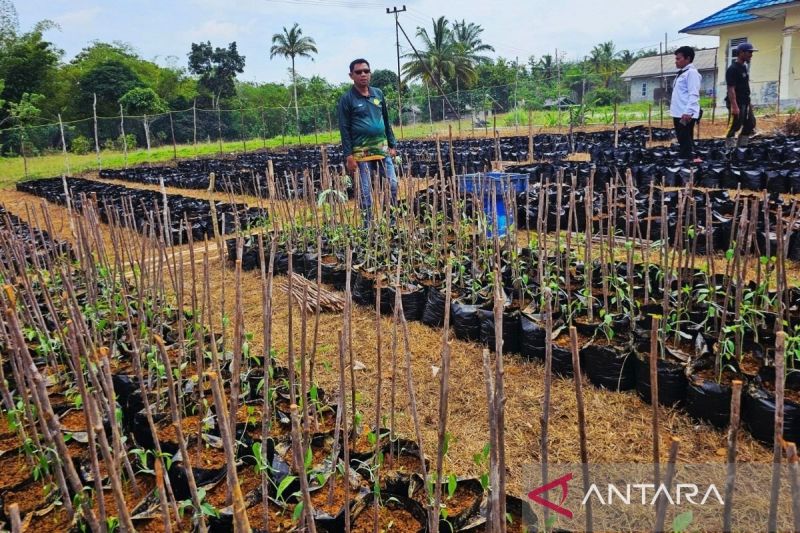menyerap-hasil-produksi-petani-ujung-negeri-melalui-program-mbg