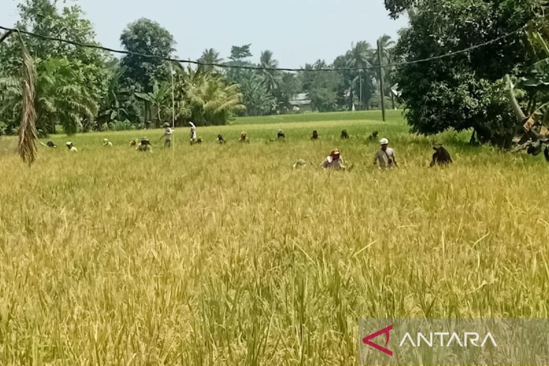 bulog-sumut-serap-32000-ton-gabah-petani-hingga-28-agustus-2025