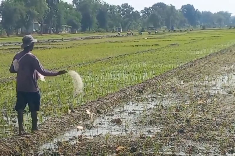 kabupaten-ngawi-dapat-tambahan-pupuk-bersubsidi-12368-ton