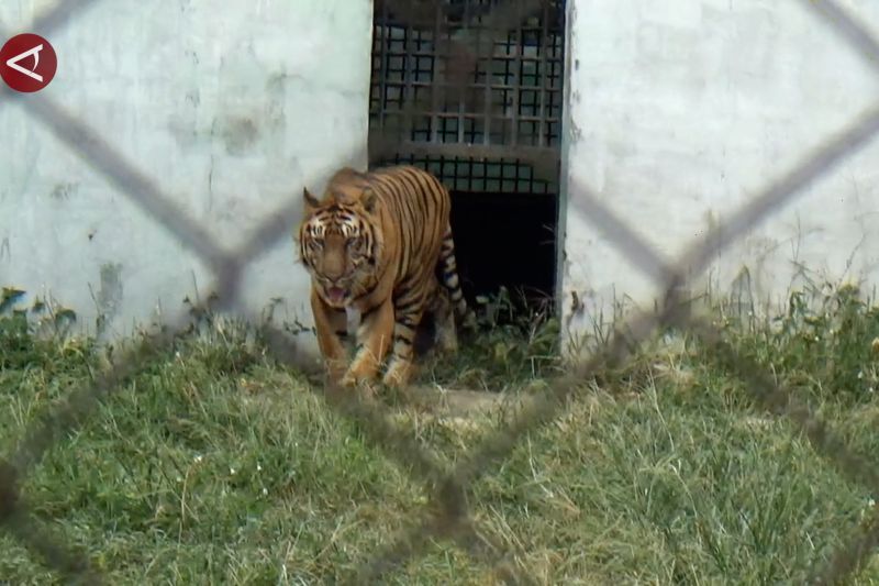 Kandang Medan Zoo tak terawat, ini kata PUD Pembangunan Medan